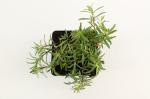Gypsophila repens 'Alba'