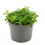 Origanum vulg. 'Compactum', leverbaar