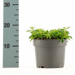 Origanum vulg. 'Compactum', leverbaar