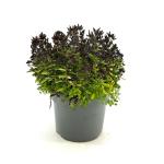 Origanum vulg. 'Compactum'