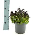 Origanum vulg. 'Compactum'