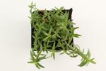 Gypsophila repens 'Rosea'
