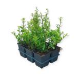 Ilex maximowicziana kanehirae