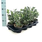 Euonymus jap. 'Kathy'