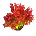 Berberis thunb. 'Orange Ice'