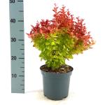 Berberis thunb. 'Orange Ice'