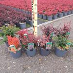Berberis Gemengd