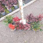 Berberis Gemengd