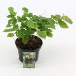 Epimedium versic. 'Sulphureum'