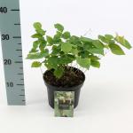 Epimedium versic. 'Sulphureum'