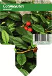 Cotoneaster dammeri