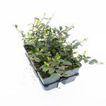 Cotoneaster dammeri