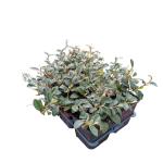 Cotoneaster dammeri