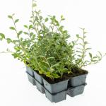 Cotoneaster dammeri