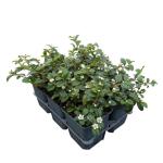 Cotoneaster dammeri
