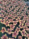 Heuchera 'Peach Flambé'