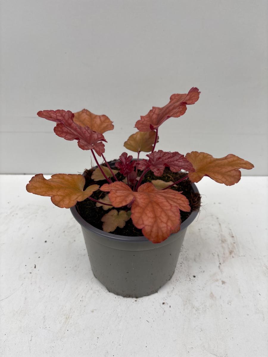 Heuchera 'Peach Flambé'