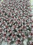Heuchera 'Black Beauty'