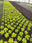 Heuchera 'Blondie in Lime'