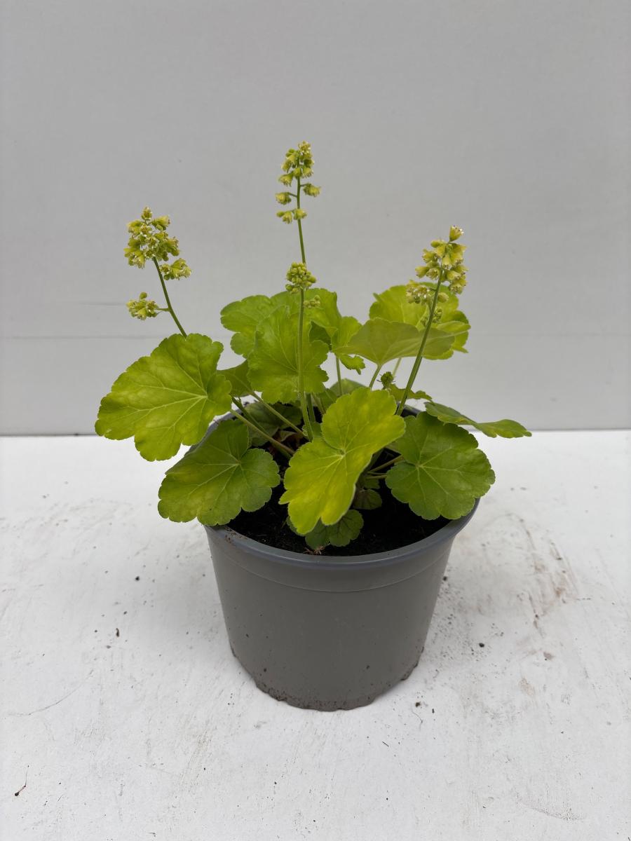 Heuchera 'Blondie in Lime'