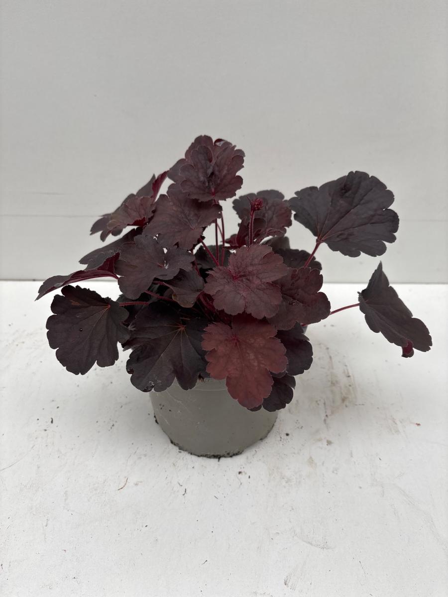 Heuchera 'Bella Notte'
