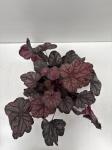 Heuchera 'Velvet Night'