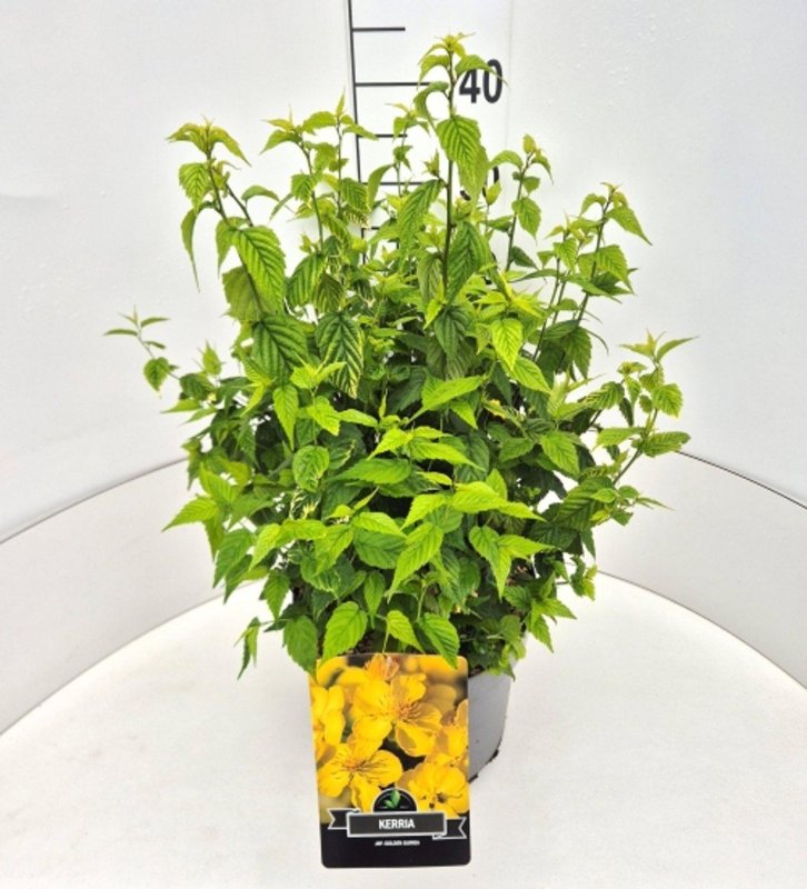 Kerria jap. 'Golden Guinea'