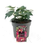 Anemone h. Fantasy Ariel, rose