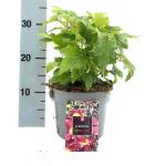 Anemone h. Fantasy Ariel, rose