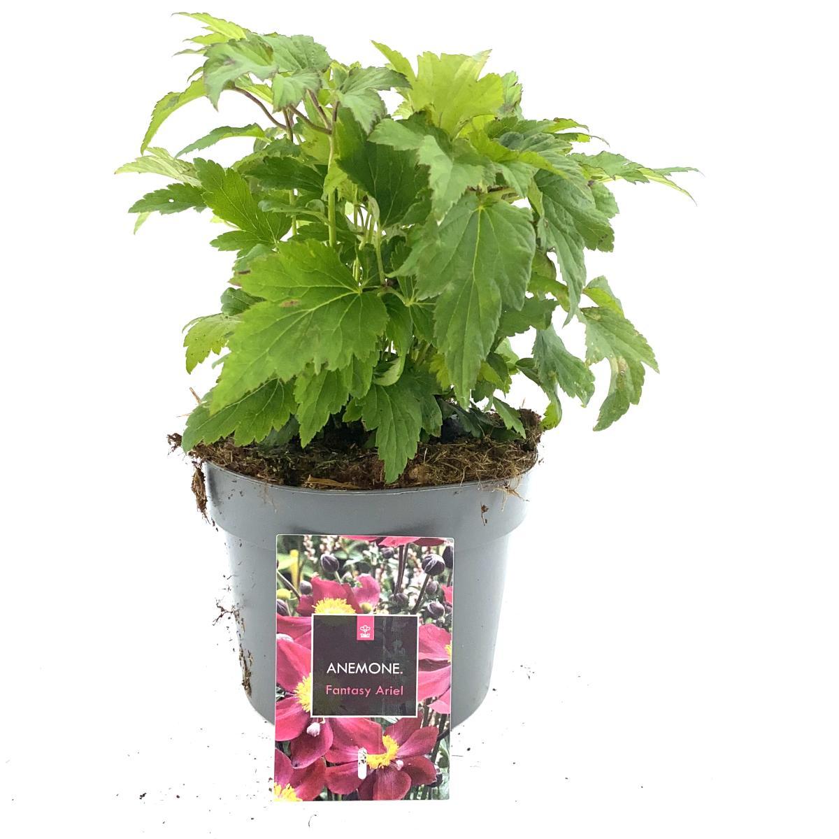 Anemone h. Fantasy Ariel, rose