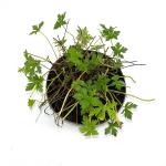 Geranium ox. 'Rose Clair'