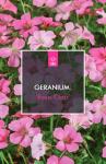 Geranium ox. 'Rose Clair'