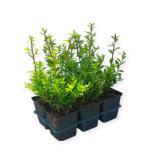 Ilex maximowicziana kanehirae