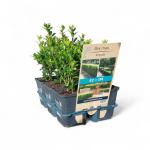 Ilex maximowicziana kanehirae