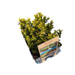 Ilex maximowicziana kanehirae