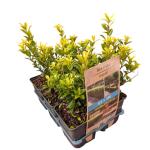 Ilex maximowicziana kanehirae