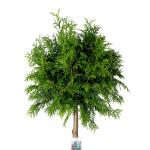 Thuja pl. 'Atrovirens', kroon