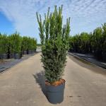 Taxus media 'Hillii'