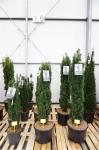 Taxus b. 'Fastigiata Robusta'