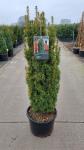 Taxus b. 'David'