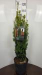 Taxus b. 'David'