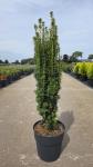 Taxus b. 'David'