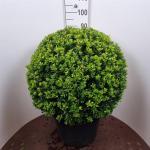 Ilex crenata 'Maxima', bol