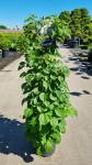 Hydrangea petiolaris, 3 stok
