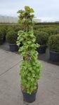 Hydrangea petiolaris, 3 stok