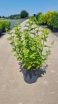 Hydrangea pan. 'Limelight'