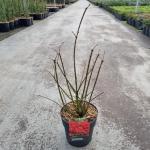 Euonymus alat. 'Blade Runner'