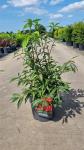 Euonymus alat. 'Blade Runner'
