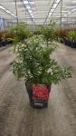 Euonymus alat. 'Blade Runner'