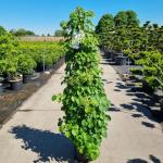 Hydrangea petiolaris, 3 stok